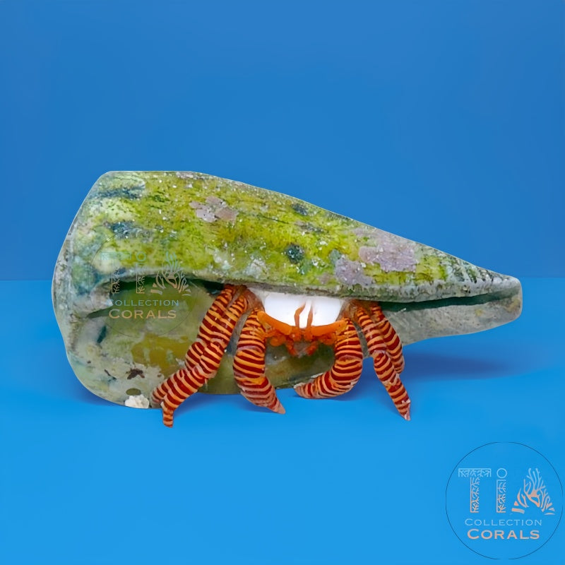 Halloween Hermit Crab, invertebrate