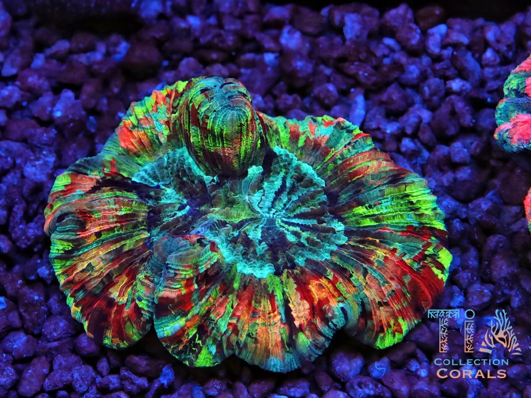 Heavenly Rainbow Trachyphyllia - Live LPS Coral for Sale | TIA Coral