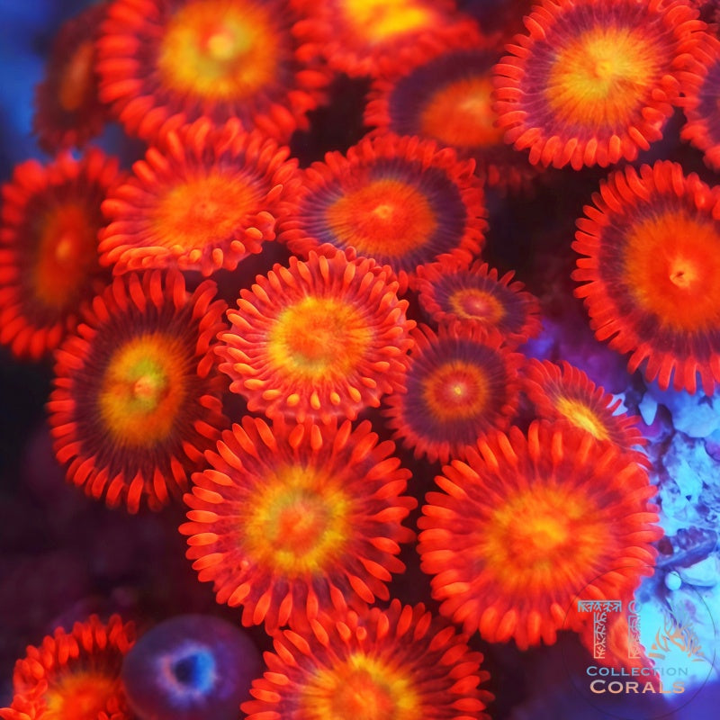 Hyper Ham Ham Zoanthids - Live Softies Coral for Sale | TIA Coral