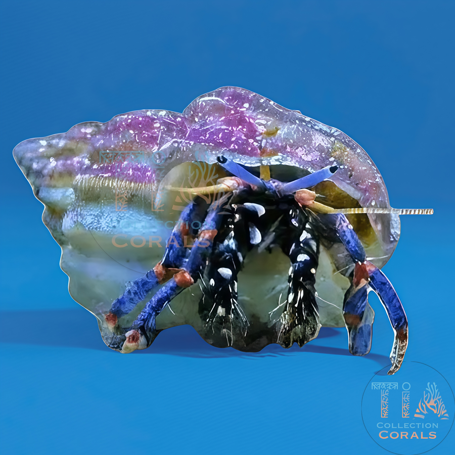 Blue or Red Legs Hermit Crab 5 lots, invertebrate