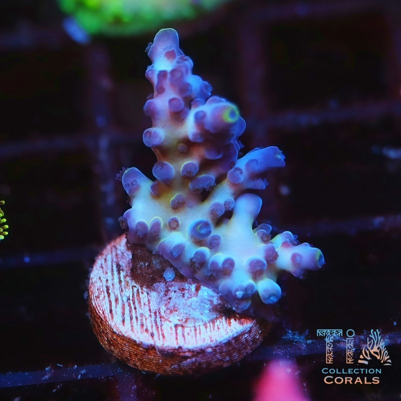 Jason Fox Frankie's Kryptonite Acropora Frag SPS Coral | Tia Coral