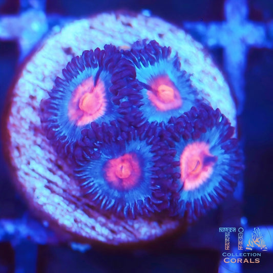 JF Frostbite Zoanthids Frag - Live Softies Coral for Sale | TIA Coral