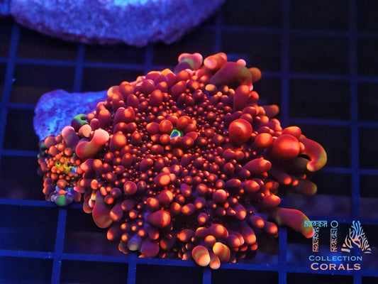 King Kong Yuma XL - Live Softies Coral for Sale | TIA Coral