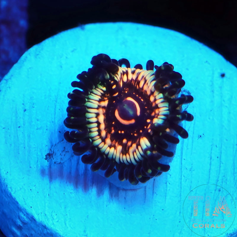 LCH Spectral Shockwaves Zoanthids Frag - Live Softies Coral for Sale | TIA Coral