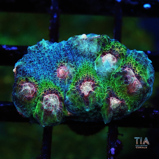 Peacock Waltz Chalice