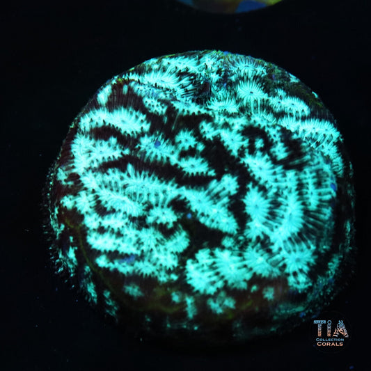 Blue Lava Lepto