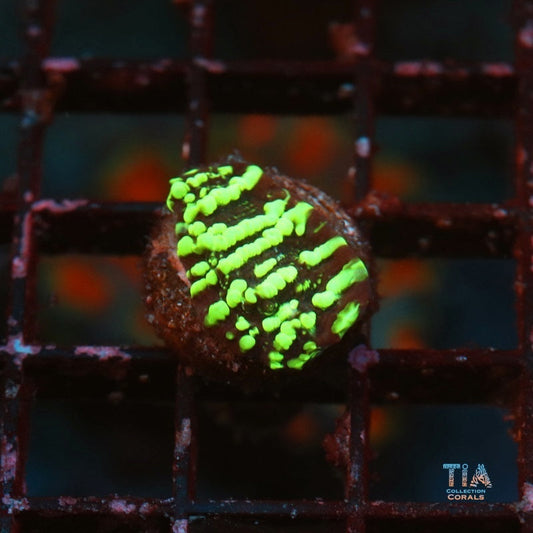 Starburst Neon Chalice