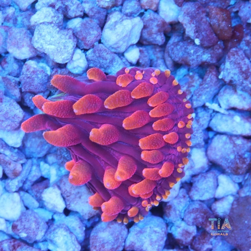 Inferno Diaseris Plate