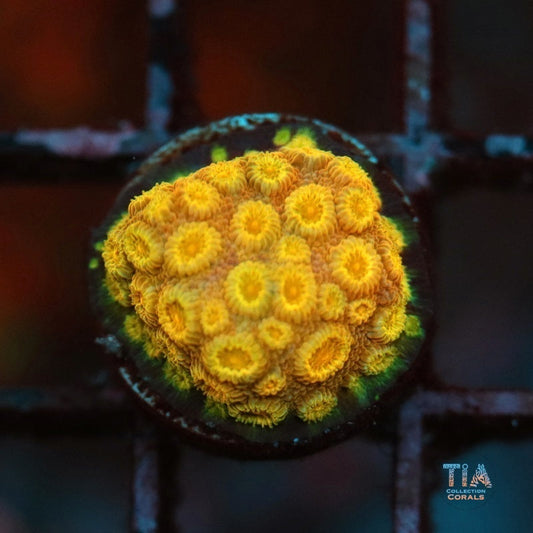 Orange Crush Cyphastrea