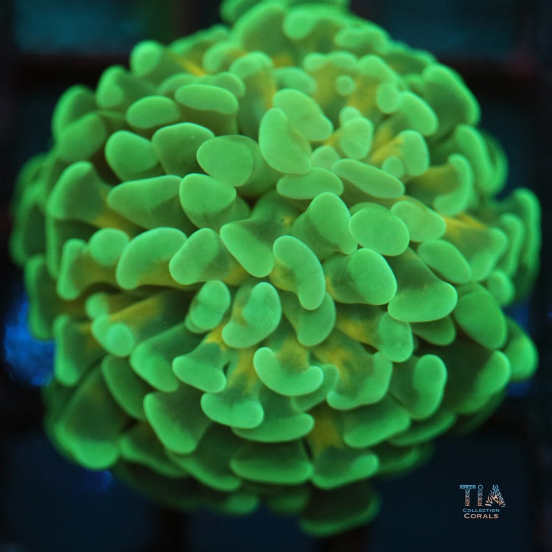 Martillo de vástago Ultra Gold, LPS coral