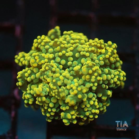 Yellow Octospawn