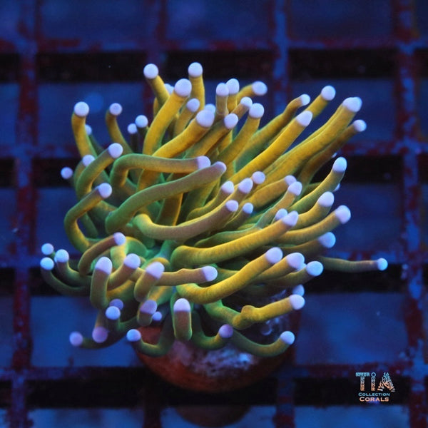 Dragon Rider Holy Grail Torch LPS Coral | TIA Coral
