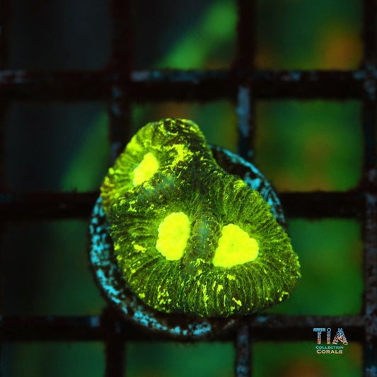 Toxic Splatter Goniastrea