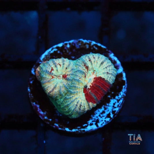 Red Splatter Favia
