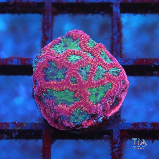 Red And Green Favia