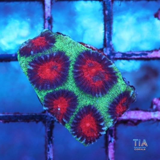 Watermelon Favia