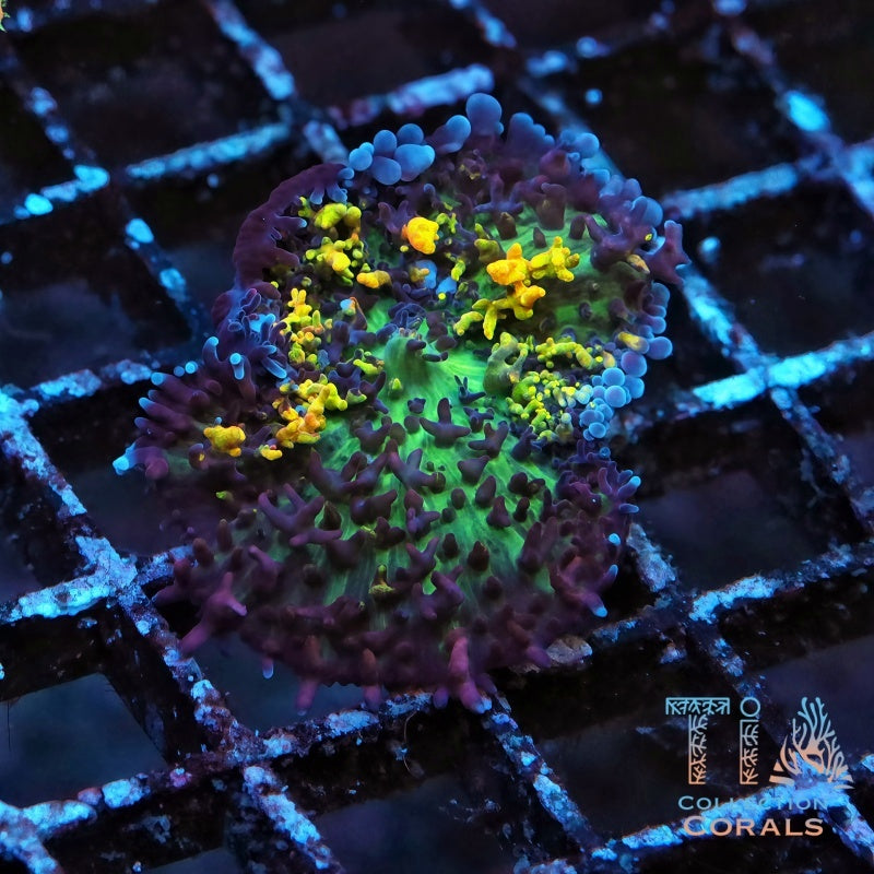 Magic Carpet Mushroom XL, soft coral