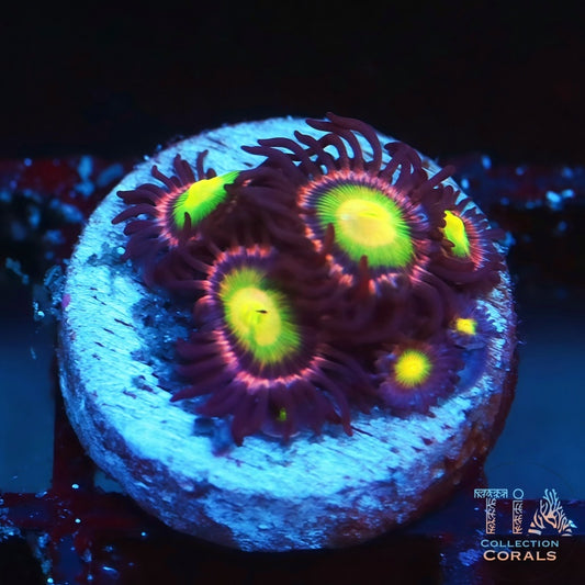 Pink Kraken Zoanthids - Live Softies Coral for Sale | TIA Coral