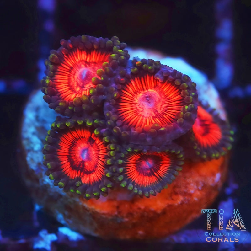 Night Crawler Zoanthids - Live Softies Coral for Sale | TIA Coral