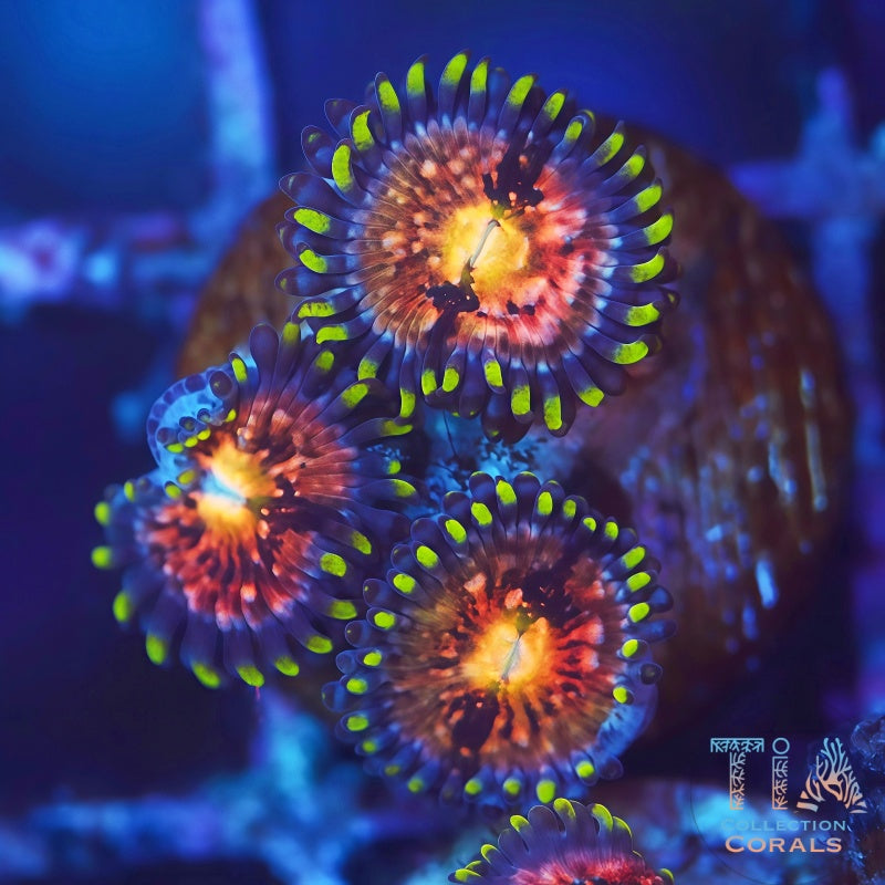 Nirvana Zoanthids, soft coral