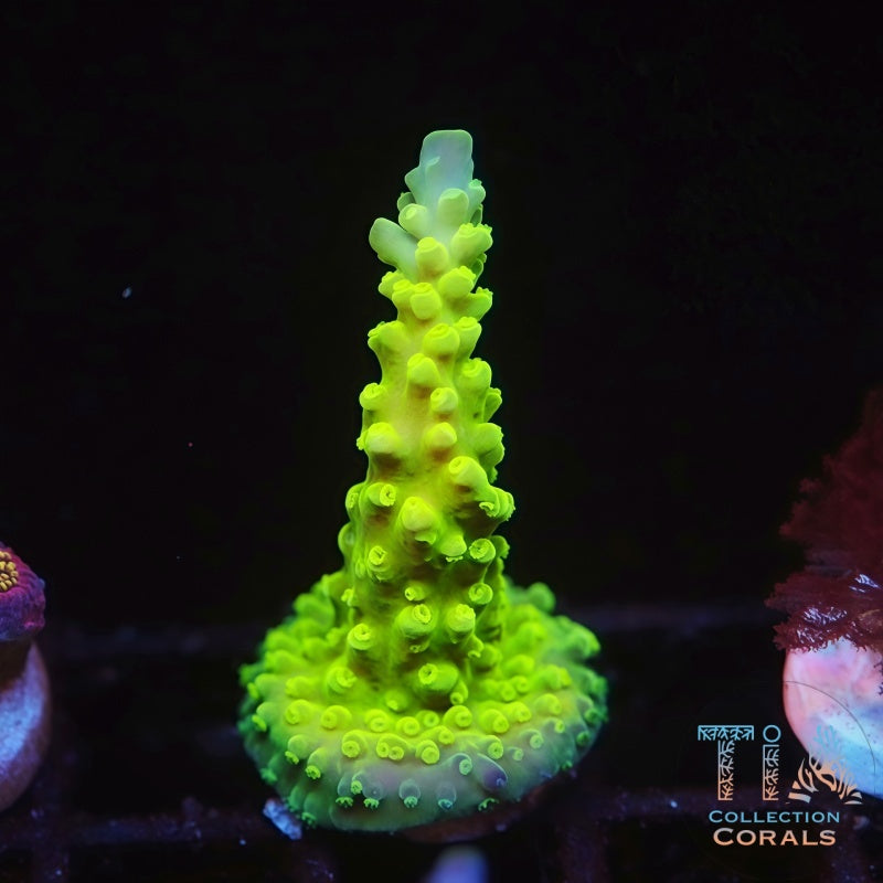 ORA Frogski Acropora Frag - Live SPS Coral for Sale | TIA Coral