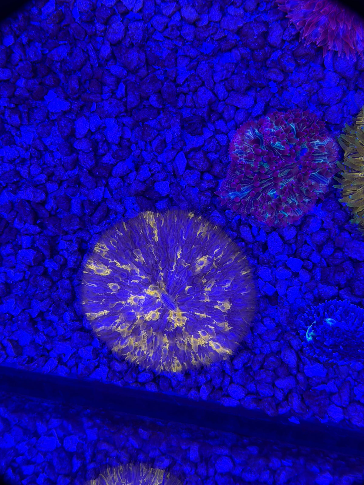 Orange Splatter Plate Coral