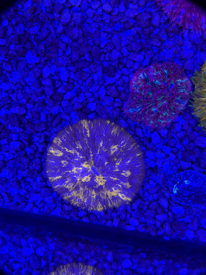 Orange Splatter Plate Coral