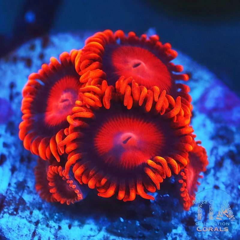 Orange Bam Bam Zoanthids, soft coral