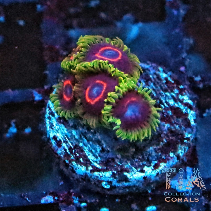 PHE Red Ring Zoanthids Frag, soft coral