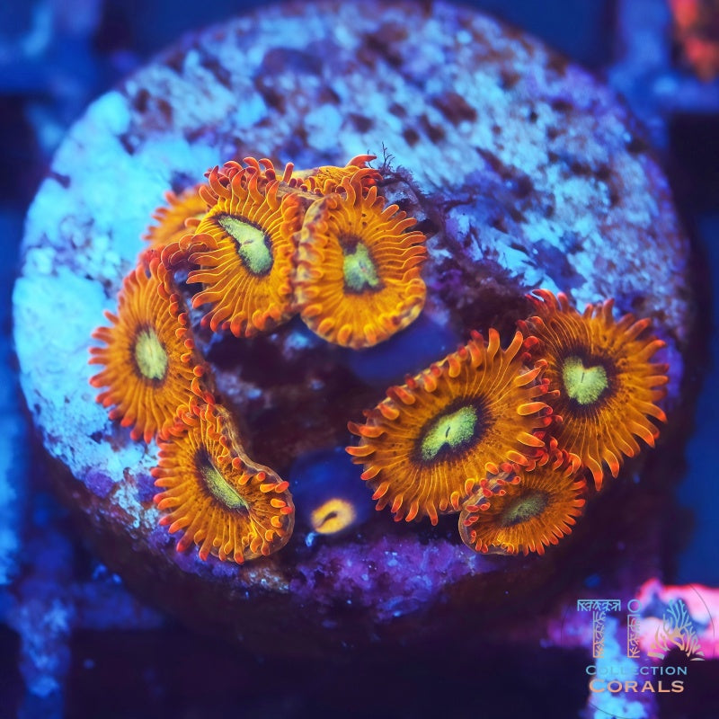 Pikachu Zoanthids - Live Softies Coral for Sale | TIA Coral
