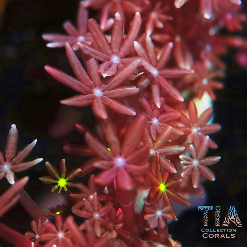 Pink Clove Polyps Frag - Live Softies Coral for Sale | TIA Coral