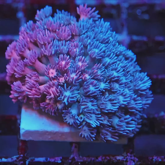 Grafted Goni - video of the exact WYSIWYG coral | TIA Coral