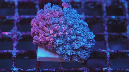 Grafted Goni - video of the exact WYSIWYG coral | TIA Coral