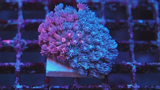 Grafted Goni - video of the exact WYSIWYG coral | TIA Coral