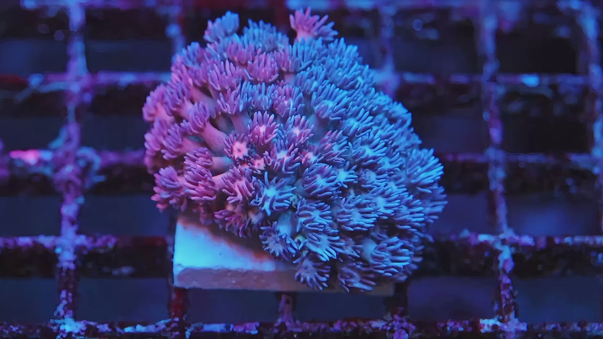 Grafted Goni - video of the exact WYSIWYG coral | TIA Coral