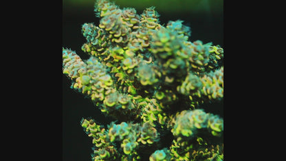 Chromaflare *嫁接*（按订单剪裁） 