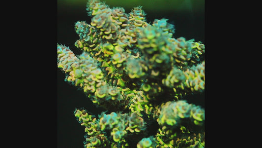 TIA Neon Mosaic Grafted Tenuis Acropora