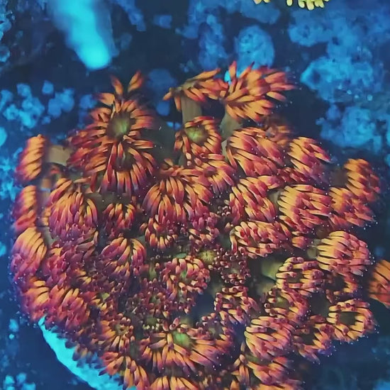 TIA Pulsing Pompom Goniopora Colony (cut to order) - Live LPS Coral for Sale | TIA Coral