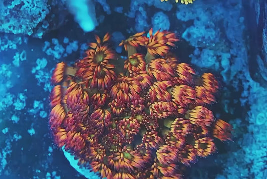 TIA Pulsing Pompom Goniopora Colony (cut to order) - Live LPS Coral for Sale | TIA Coral