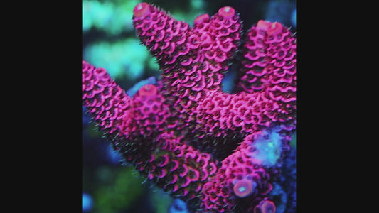 TIA Strawberry Fields Millepora(cut to order)