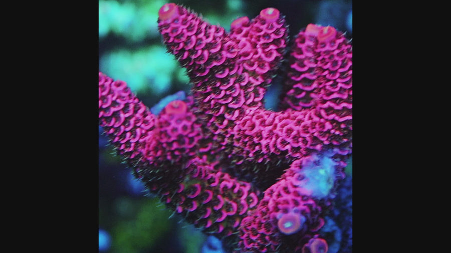 10 (cortado a pedido), SPS coral