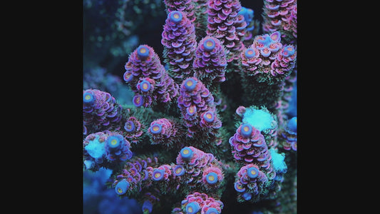 TIA Signature Pink Lumina Tenius Acopora