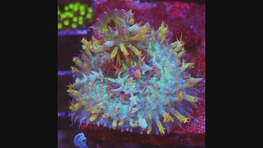 Rainbow St. Thomas Mushroom(rare found)