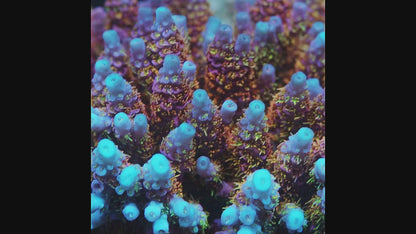 TIA Stellar Flare Acropora Colony (cut to order)