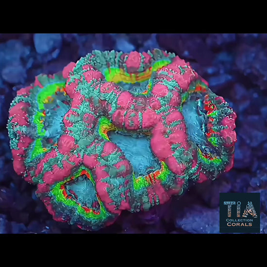TIA Dubai Princess Asian Acan Colony - Live LPS Coral for Sale | TIA Coral