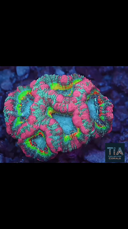 TIA Dubai Princess Asian Acan Colony - Live LPS Coral for Sale | TIA Coral