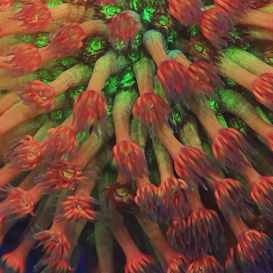 TIA Incinerator Rainbow Goniopora (cut to order) - Live LPS Coral for Sale | TIA Coral