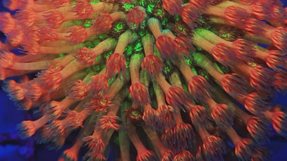 TIA Incinerator Rainbow Goniopora (cut to order) - Live LPS Coral for Sale | TIA Coral