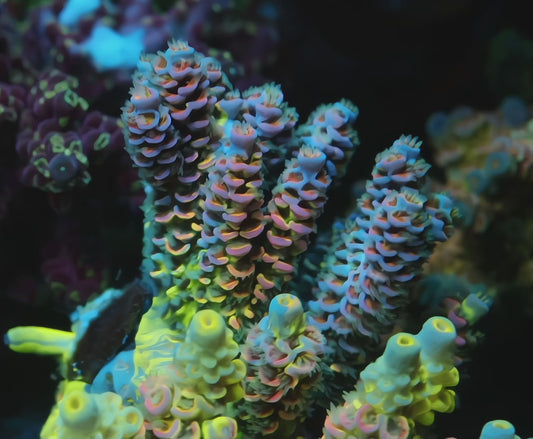 TIA Signature Chromaflare *Grafted* Colony (cut to order)