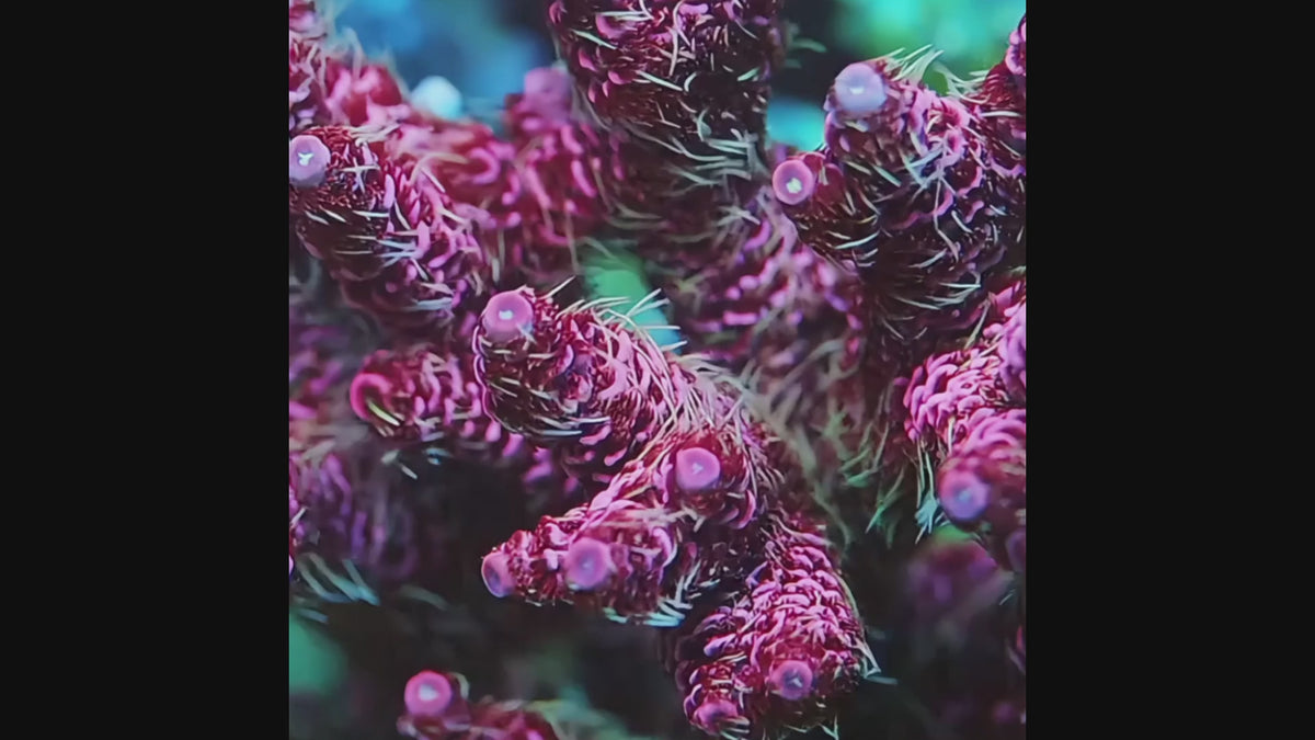 TIA Signature Cyberpunk Millepora Colony (cut to order) - mother colony video